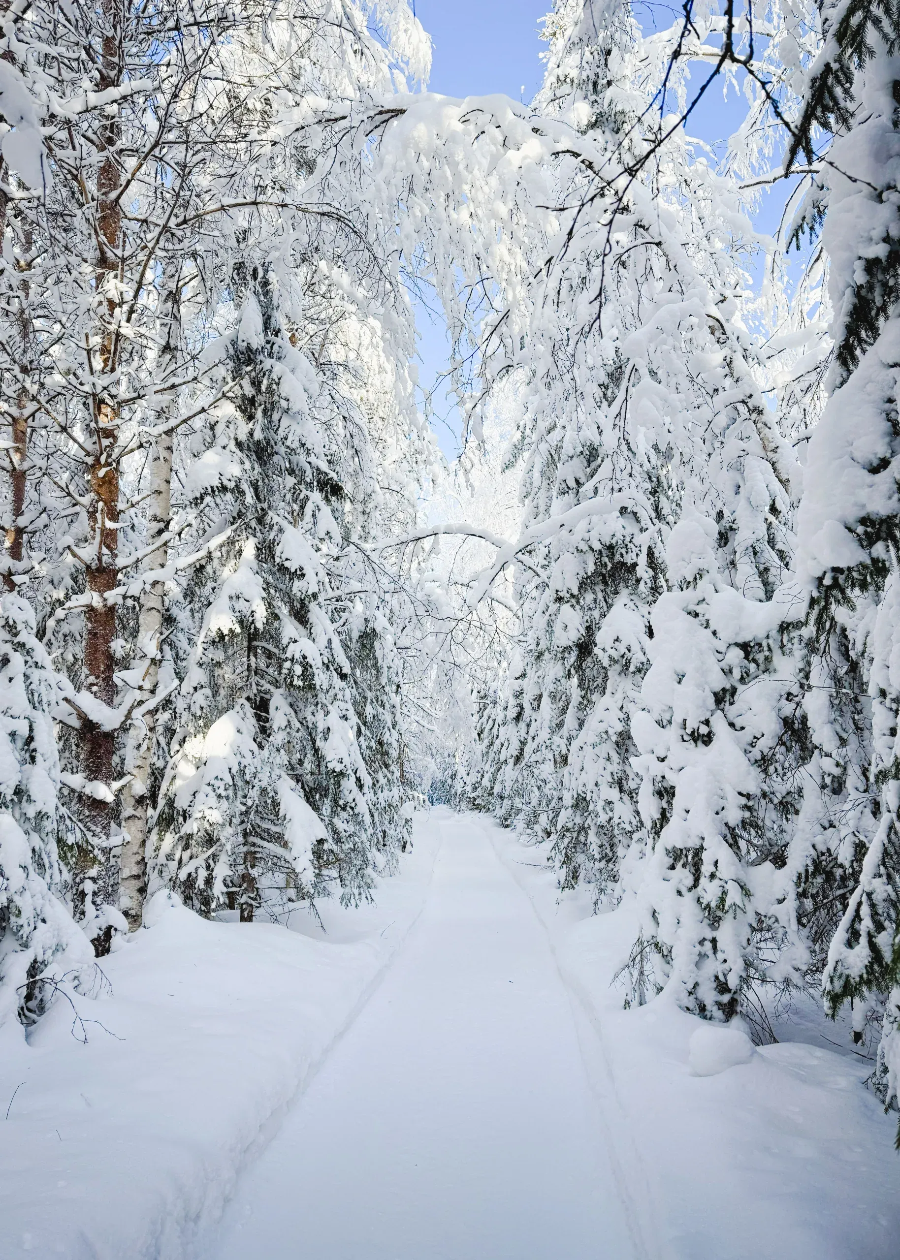 A narrow snow track running into a forest of birches and spruces bent under thick snow, with blue sky showing through the branches