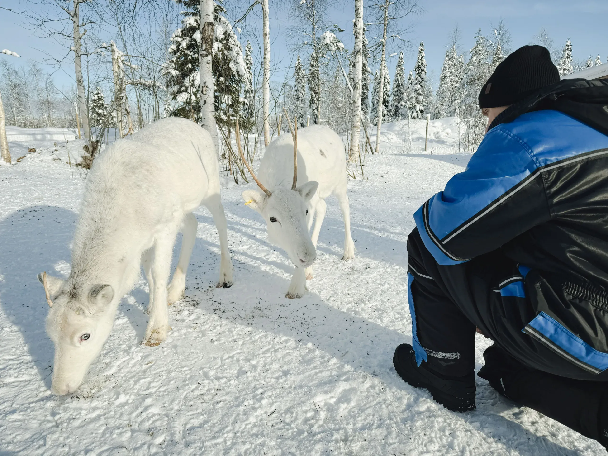 Two white reindeer nosing at the snow in a birch and spruce clearing, watched from a crouch by a visitor in a blue and black thermal suit whose face is turned away