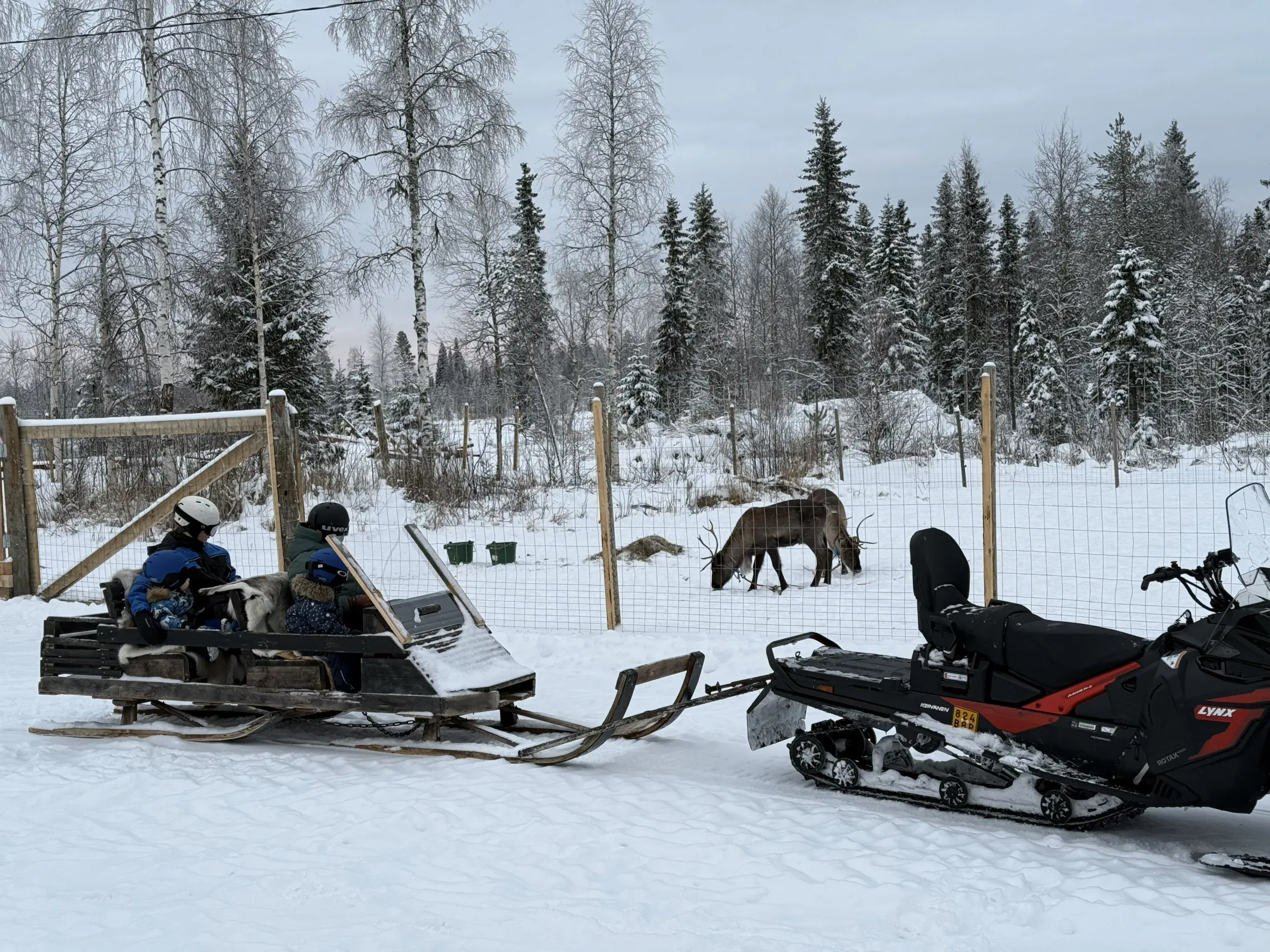 A snowmobile towing a wooden sleigh past a reindeer enclosure, two passengers in helmets seated on reindeer hides in the sleigh and two reindeer grazing behind the fence