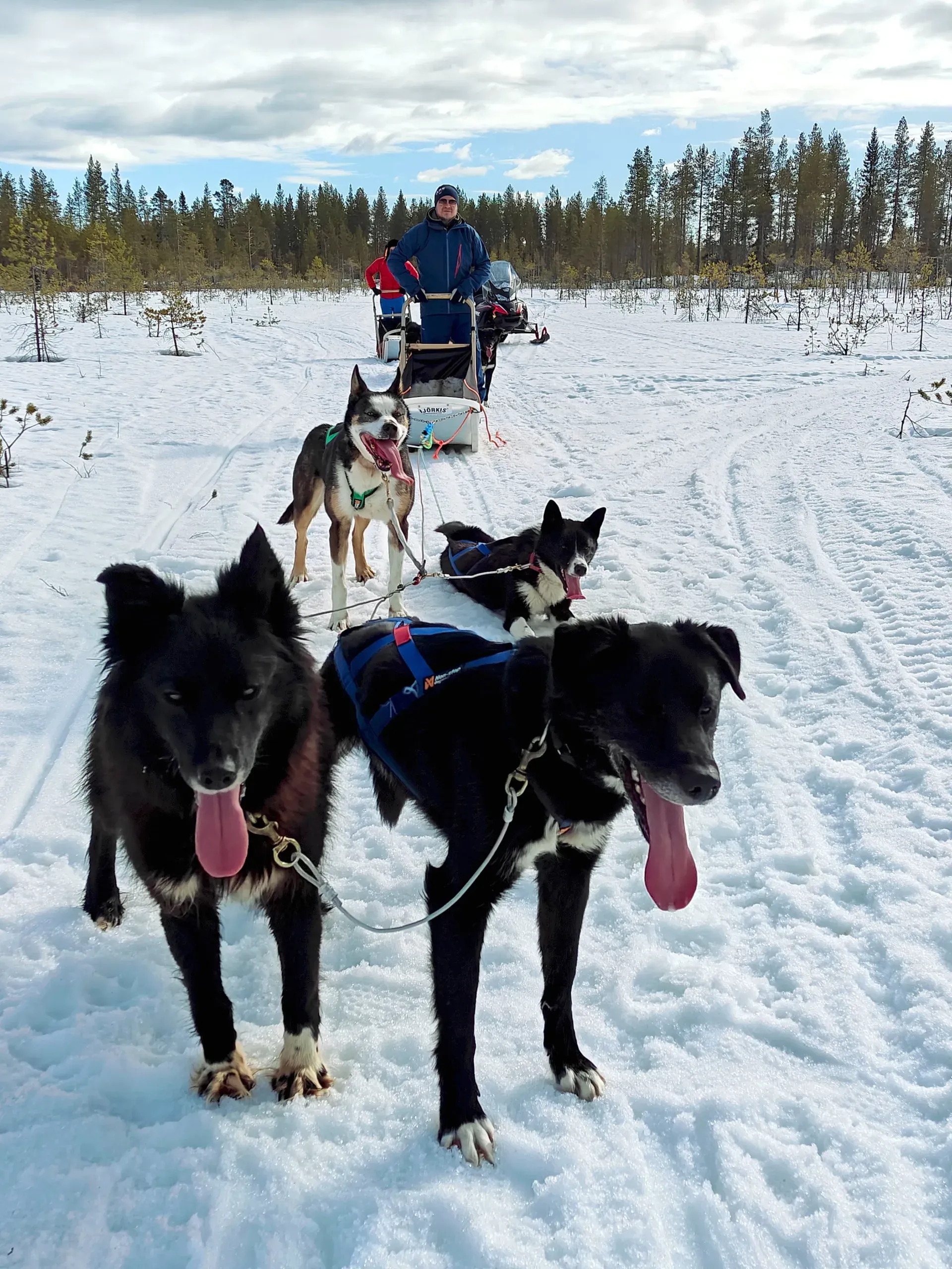 Two black lead huskies in blue harnesses panting on a snowy trail across open bog, the rest of the team and a driver on the sled behind them