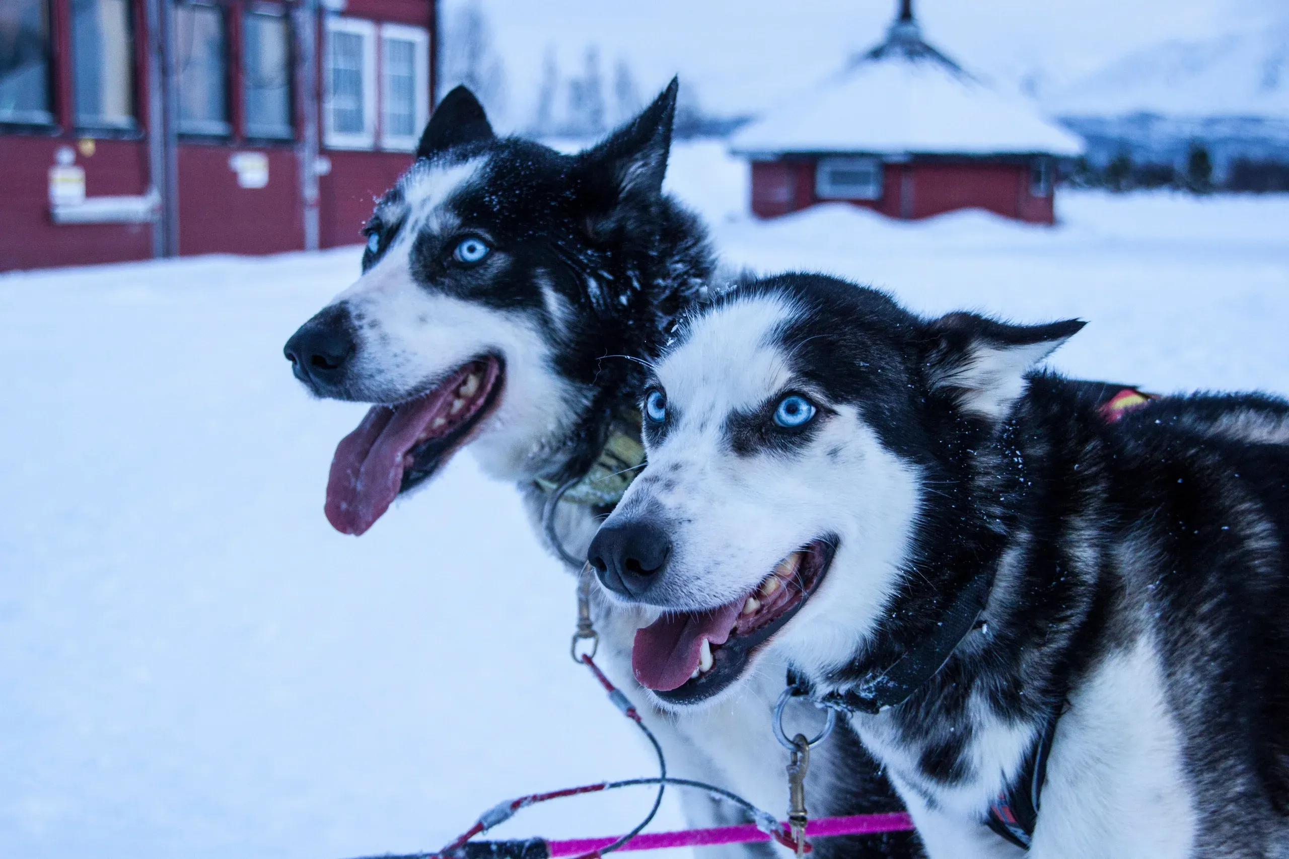 Two harnessed sled dogs in close-up with pale blue eyes and open mouths, a red building and a snow-covered hut out of focus behind them