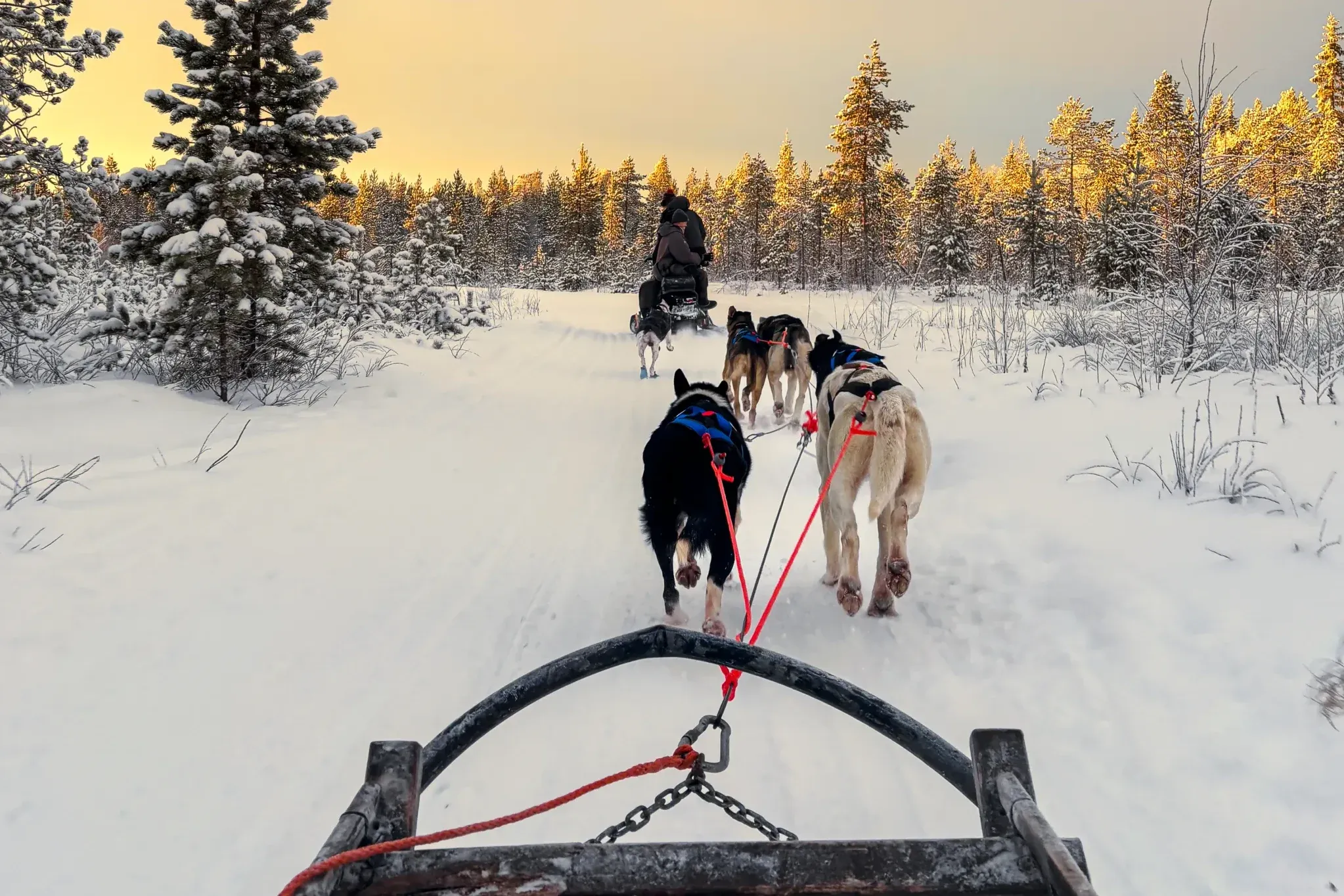 A husky team pulling a sled along a packed snow trail through snow-laden spruce forest, seen from behind the driver