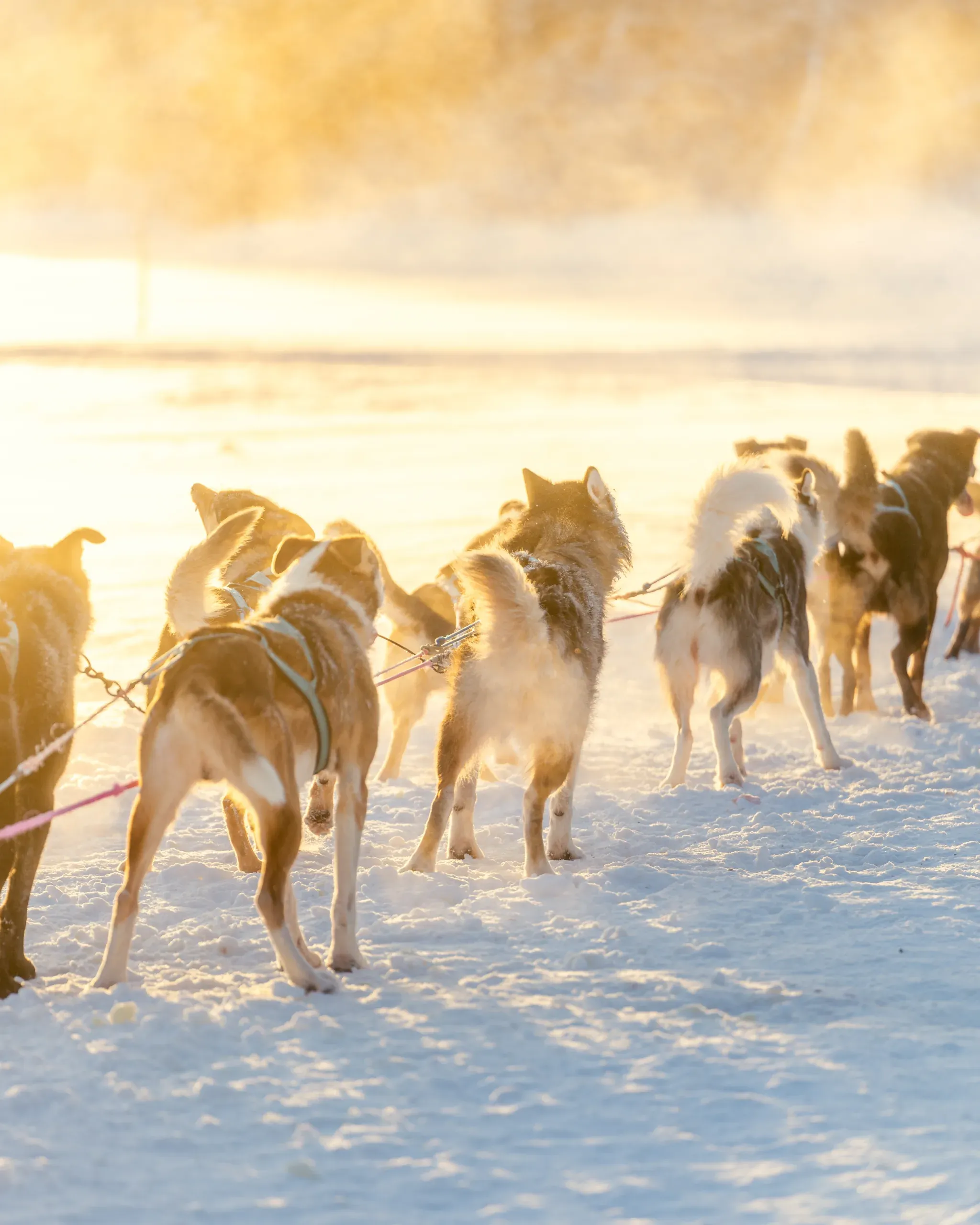A husky team in harness running away from the camera across packed snow in low golden light, with frozen mist hanging above the trail
