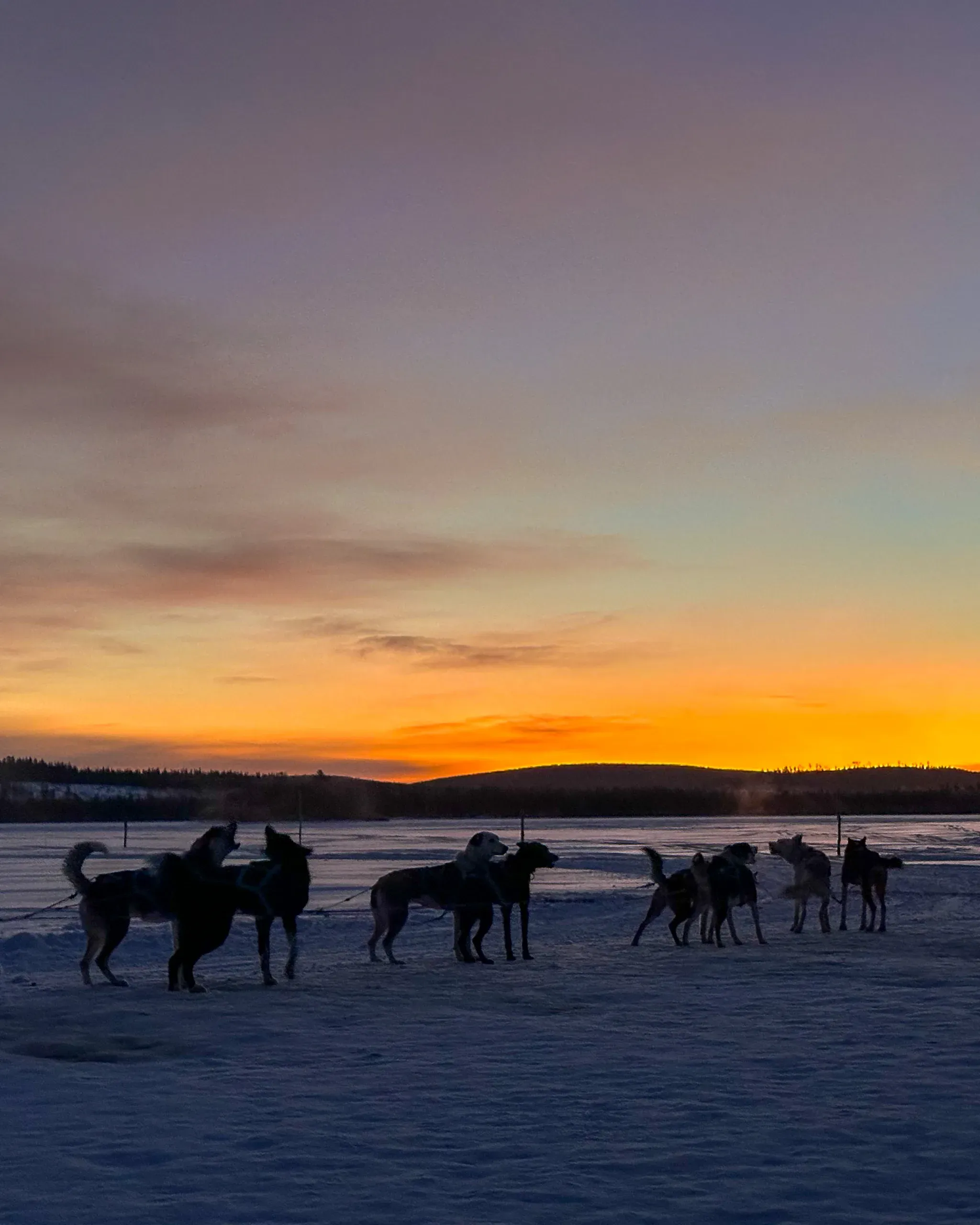 A team of huskies standing loose on a frozen lake as dark silhouettes against an orange sunset over a low wooded shore