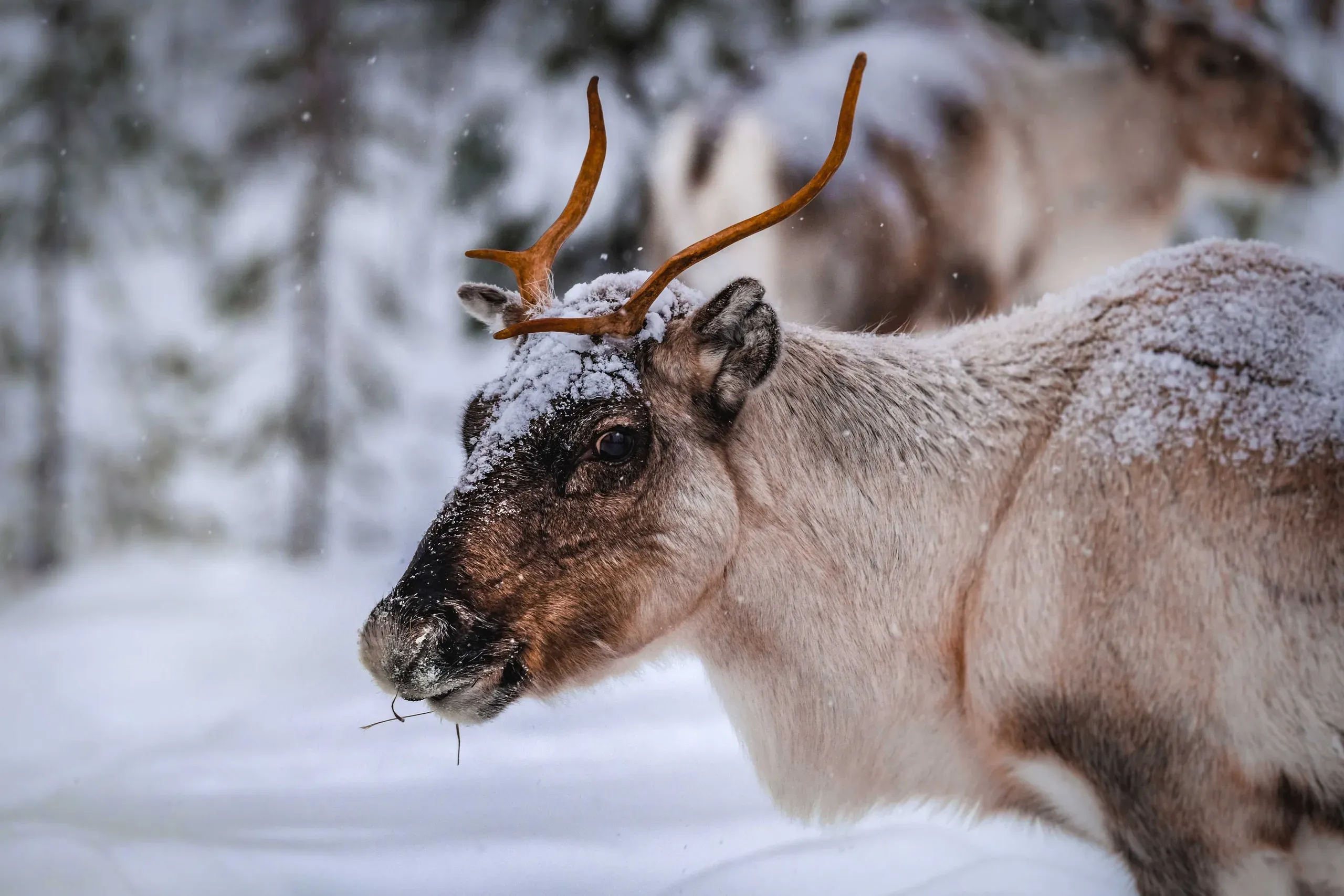 A reindeer head in close-up with fresh snow across its brow and muzzle, short antlers in velvet, a second reindeer out of focus behind it