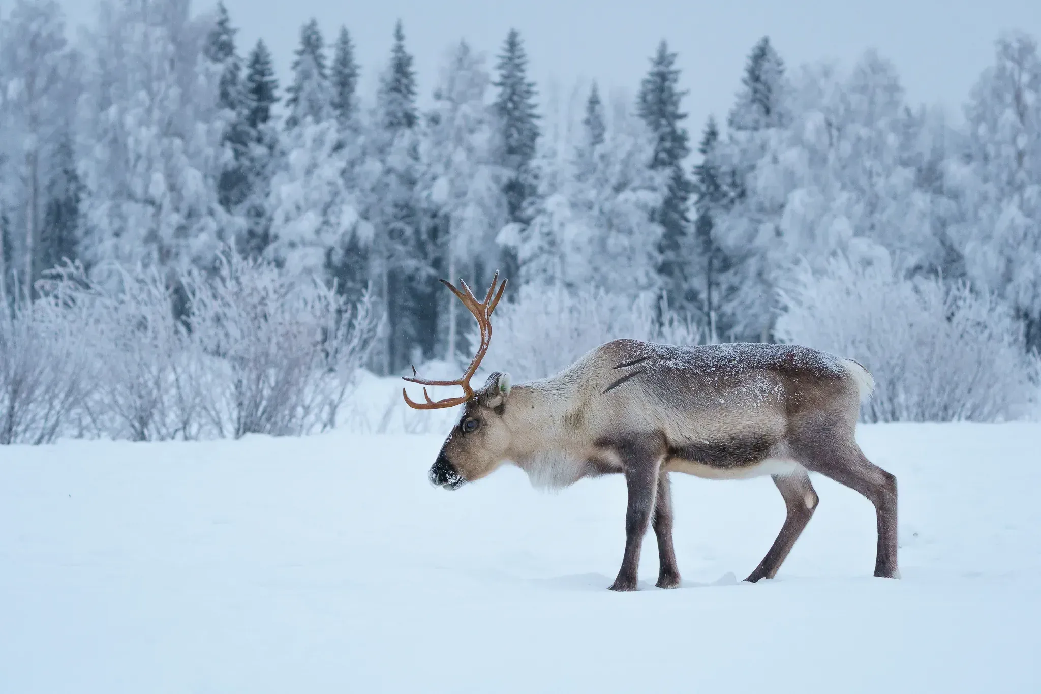 A single reindeer walking across open snow in profile, antlers raised, with a wall of frost-covered spruce and birch behind it